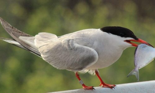 Photo of a cote (bird) with a fish in its beak
