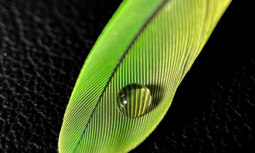 Photo of a drop of water on a bird feather
