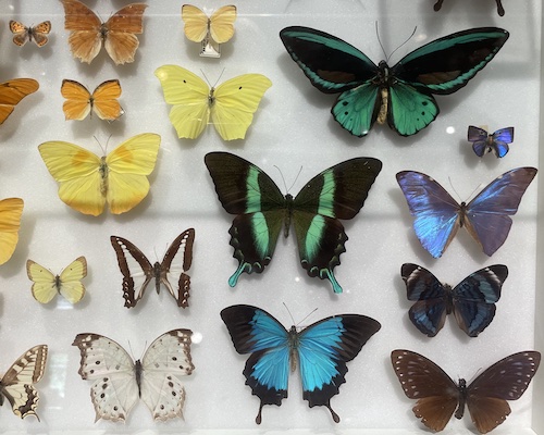 UConn Biodiversity Research Collections