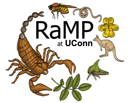 UConn RAMP program