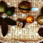 Photo of pepino fruits