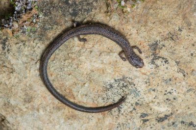 Photo of a Hell Hollow Slender Salamander (Batrachoseps diabolicus)