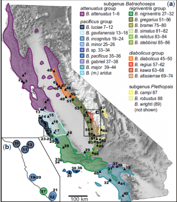 A visualization of the diversity of Batrachoseps found in California. Figure adapted from Jockusch et al. 2015.