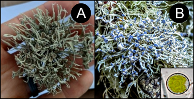 Photo of A: Niebla, B: Vermilacinia, Inset: Trebouxia