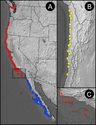 Fog Lichen Sampling. A: US sampling in red, Mexican samples in blue, B: Planned Chilean sampling localities, C: Samples from Channel Islands