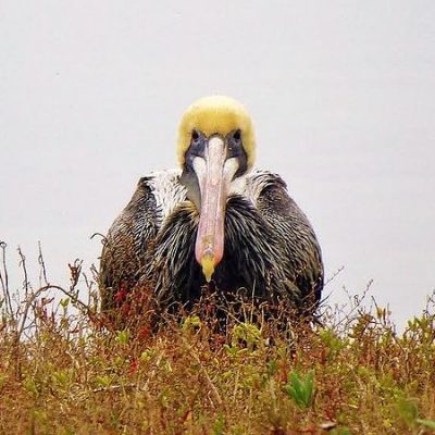 Photo of a pellican (by Alyssa Borowske)