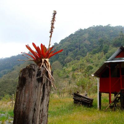 Photo of a bromeliad