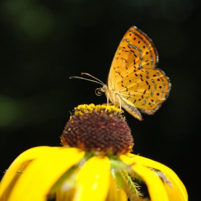 Photo of a moth on an inflorescence (Photo by Kevin Keegan)