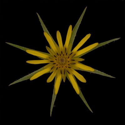 Photo of Tragopogon dubius (by Paul Lewis)