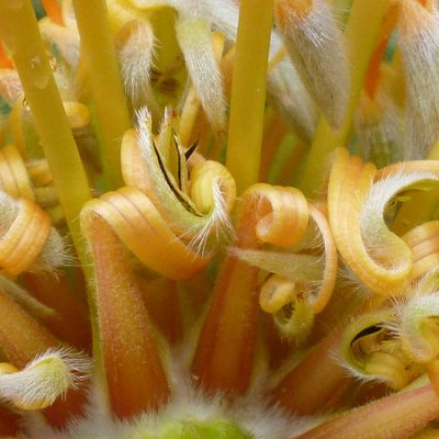 Photo of the inside of a flower (by Nora Mitchell)