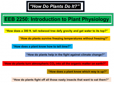 Graphic related to plant physiology course