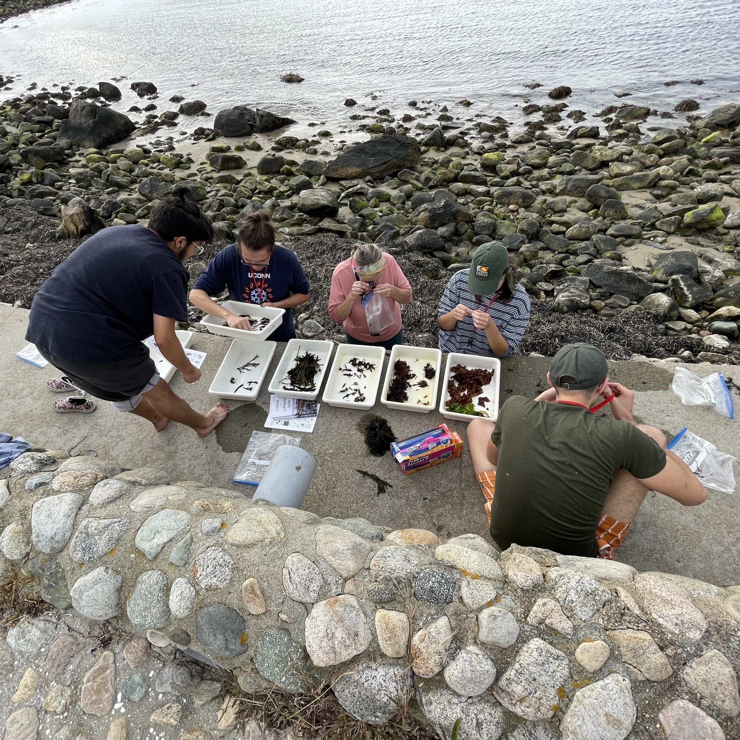Phycology field trip to Watch Hill Rhode Island 2022 to collect and study seaweeds
