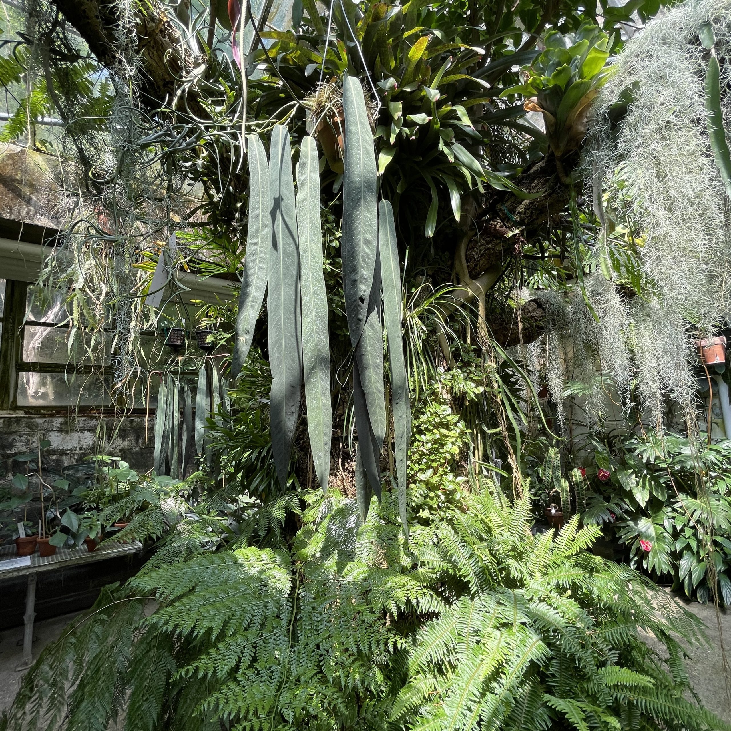 Photo of the Plant Biodiversity Conservatory