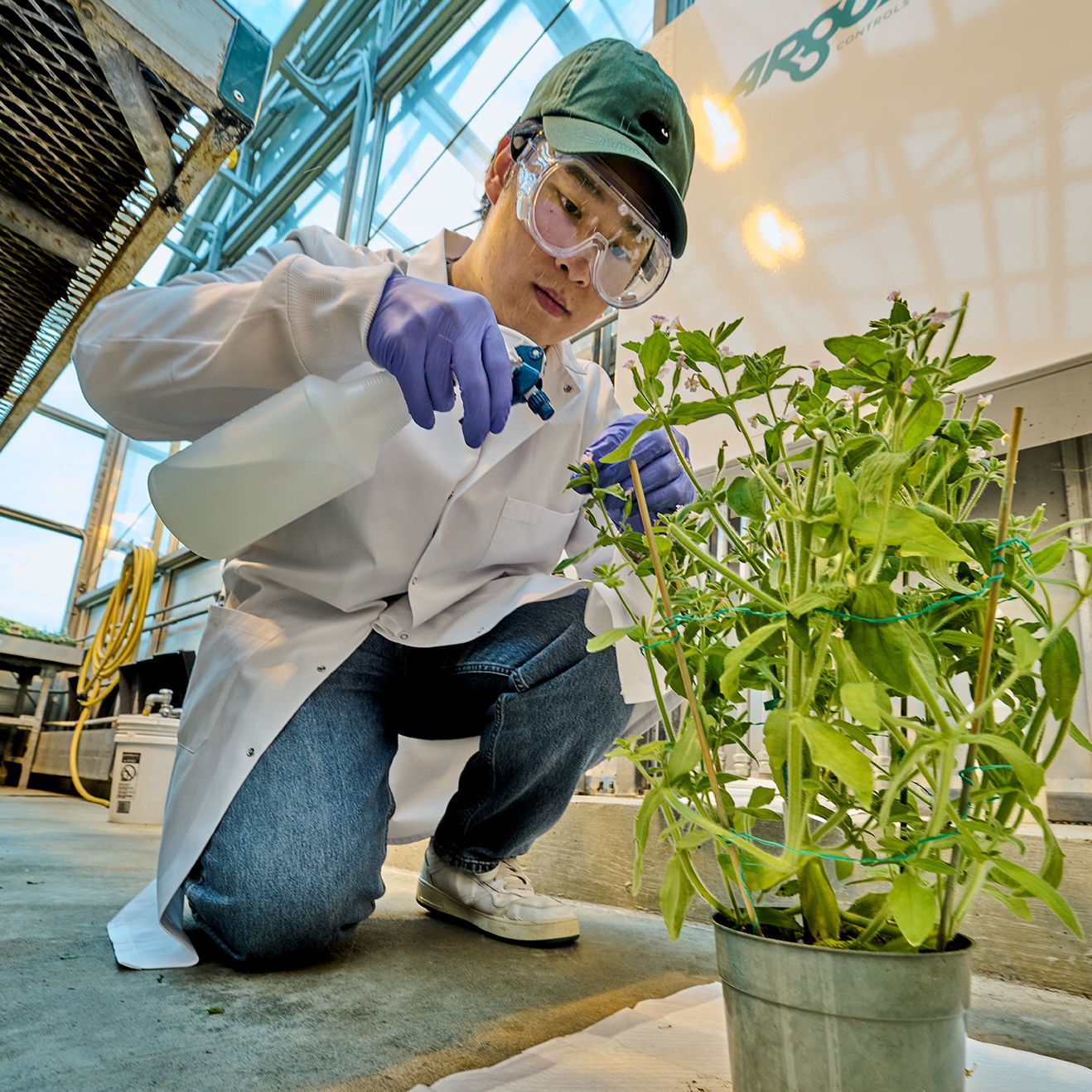 Photo of RaMP scholar Ethan Ni working in the EEB research greenhouse